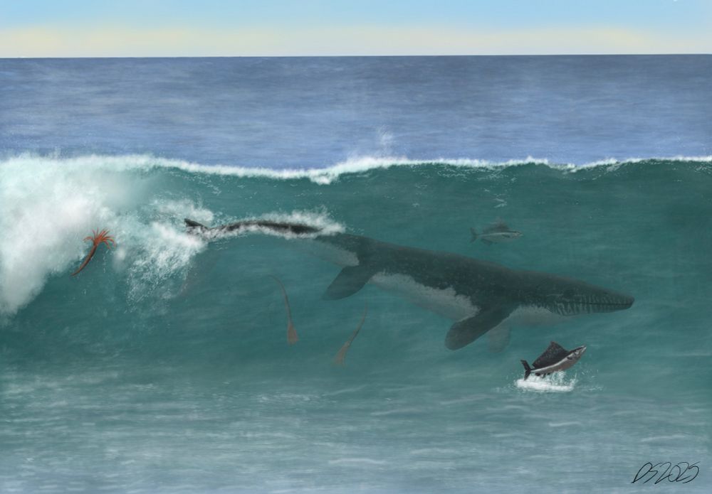 



Platecarpus tympaniticus chasing a small school of Pentanogmius through the waves of Western North America, 82 million years ago. Accompanying the chase is a group of ammonites, Baculites, with one individual being unable to go with the flow, thus being swept by the waves. Where people of modern day surf the waves of Southern California, it could be possible for shallow water mosasaurs like platecarpus to surf the waves in an area of what will one day become the dry plains of Kansas.