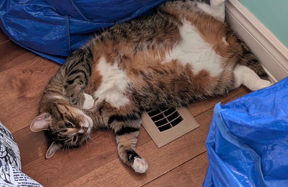 Cat on a floor vent