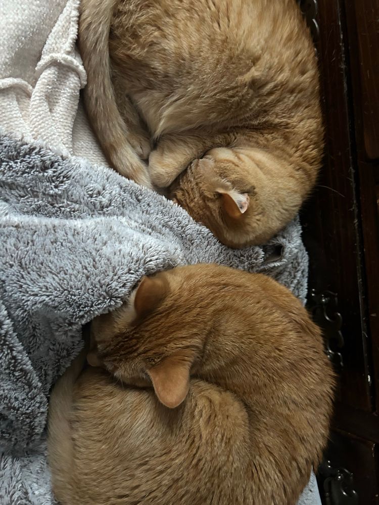 2 orange cats taking a nap