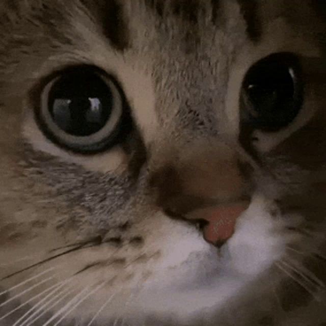 a close up of a cat 's face with a white nose