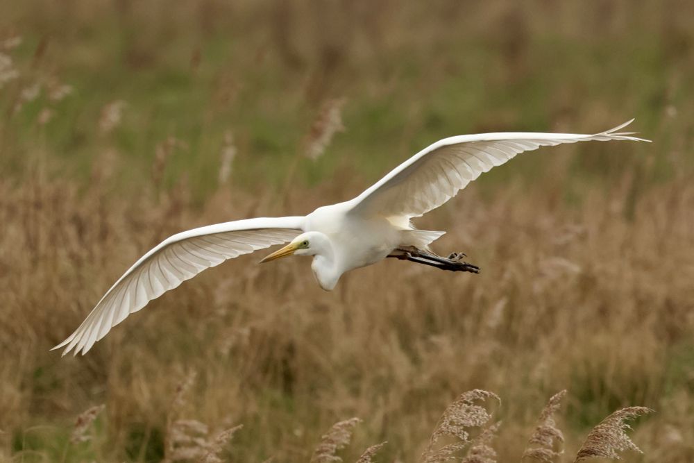 Great white egret