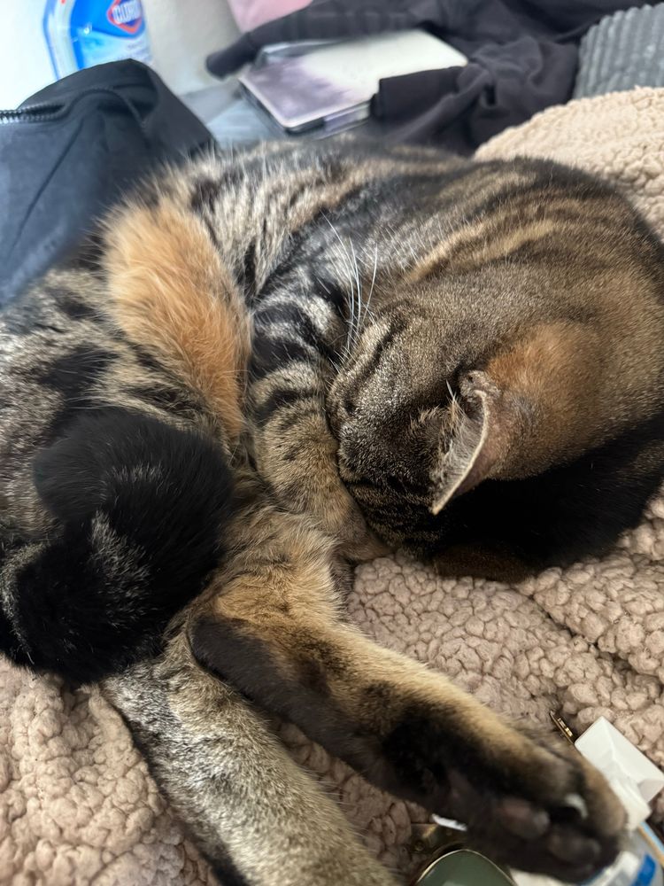 Close up of a Tabby cat curled up in a ball holding his face with his front paws and his back paws sticking straight out. Vaguely in the shape of a shrimp. 