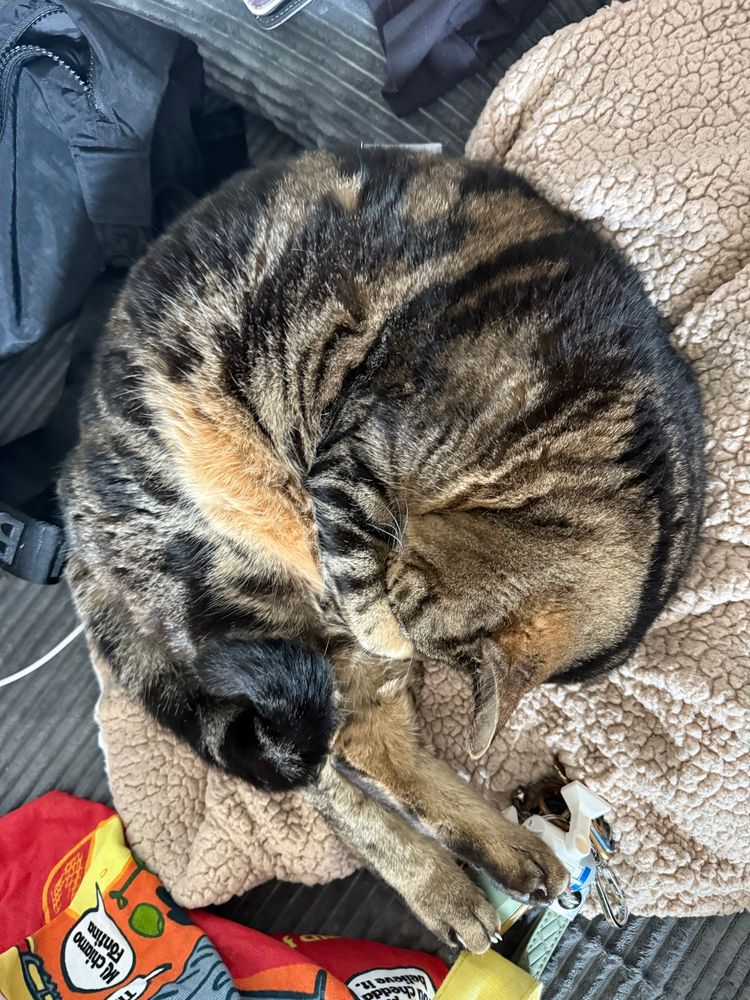 Tabby cat curled up in a ball holding his face with his front paws and his back paws sticking straight out. Vaguely in the shape of a shrimp. 
