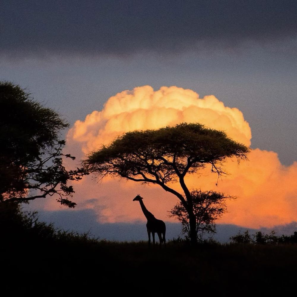 Giraffe. Tree. Glorious cloudscape 