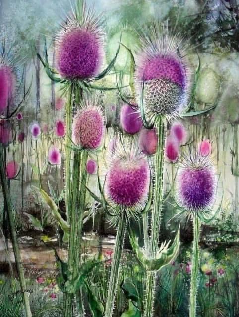 Purple thistles 