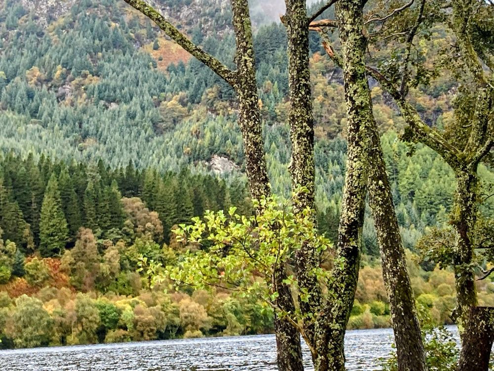 Palette of blue and green. Trees. Hillside. Loch. 