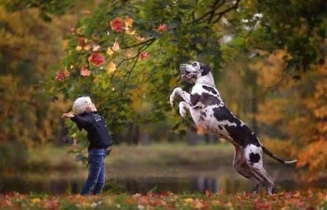 Girl throwing leaves up in the air for a dog to catch