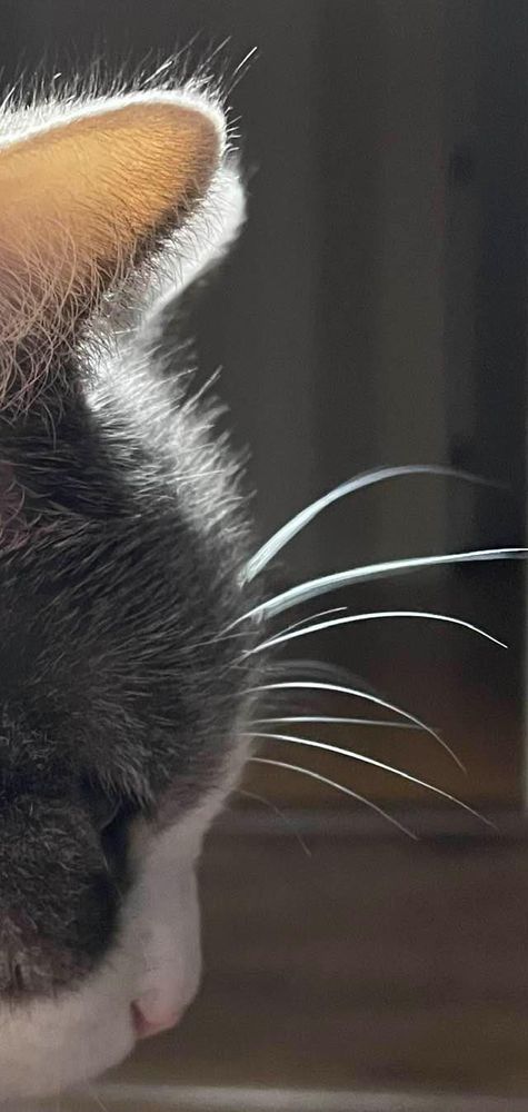 Just a very thin silhouette of my grey and white cat with the sun shining bright on her eyebrow whiskers and through her ears making them appear white. All you see is her face from her cheeks to her forehead as she looks downward. And she's adorable!
