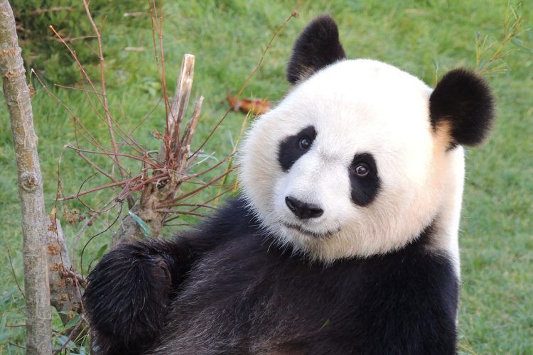 Close up of giant panda Huan Huan's head and shoulders.