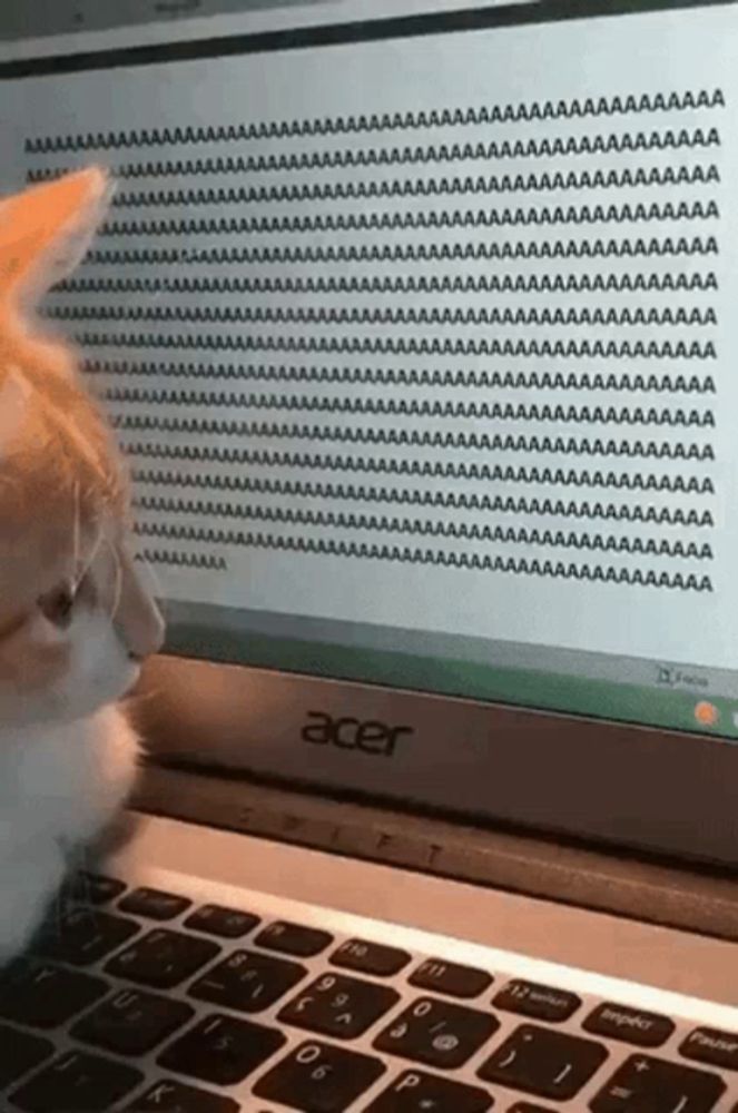 a cat is looking at an acer laptop with a lot of text on it