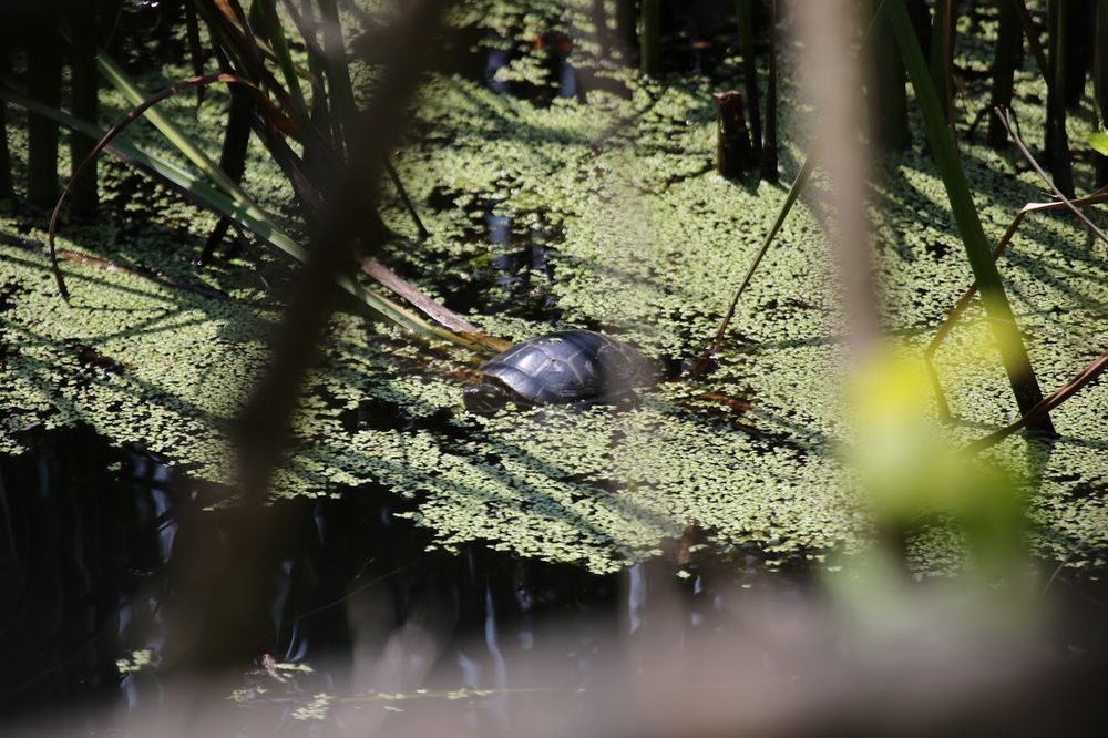 Partially submerged turtle in weeds with its head almost completely pulled into its shell.