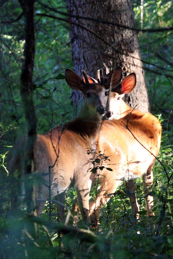 Two white-tail deer in the woods looking back at the camera, seen through trees