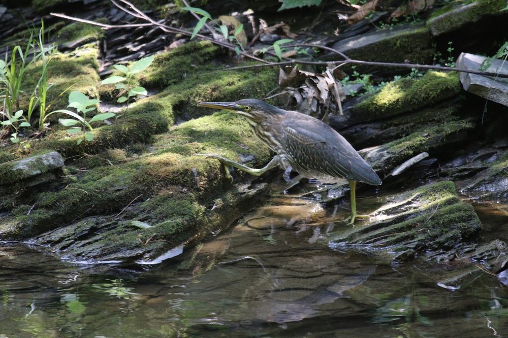 Brown and white streaked wading bird stepping right to left from water up onto a mossy rock.