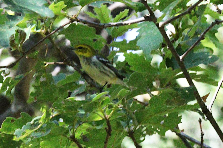 Small bird with a colorful head, maybe a warbler, maybe a goldfinch, perched in among leaves.