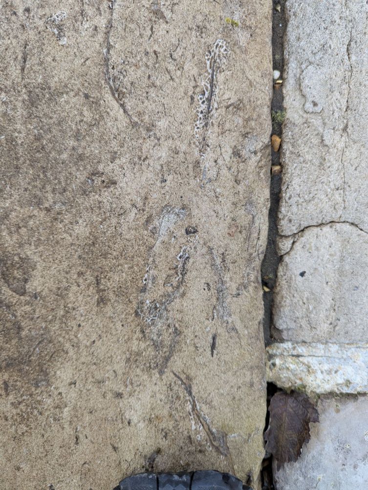 Buff limestone block with white traces of a fossil