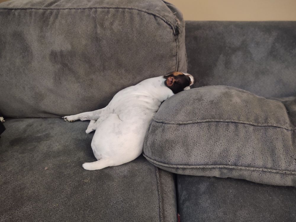 Crooked dog sleeping