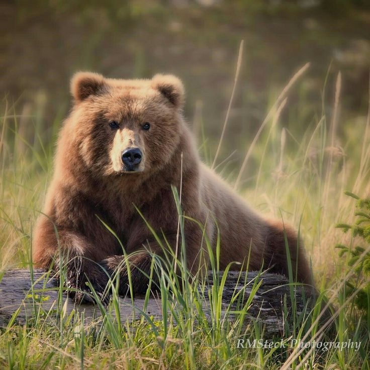 an image of a cinnamon bear