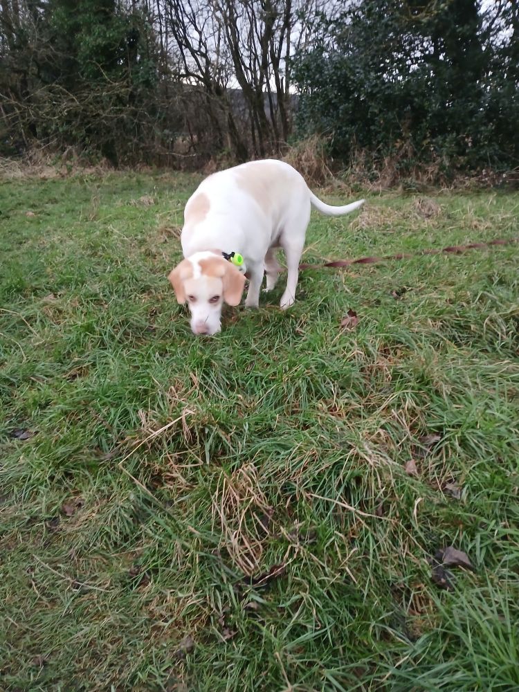 My dog, Lillie (a Labrador/beagle cross), sniffing the grass just prior to her rolling in something disgusting