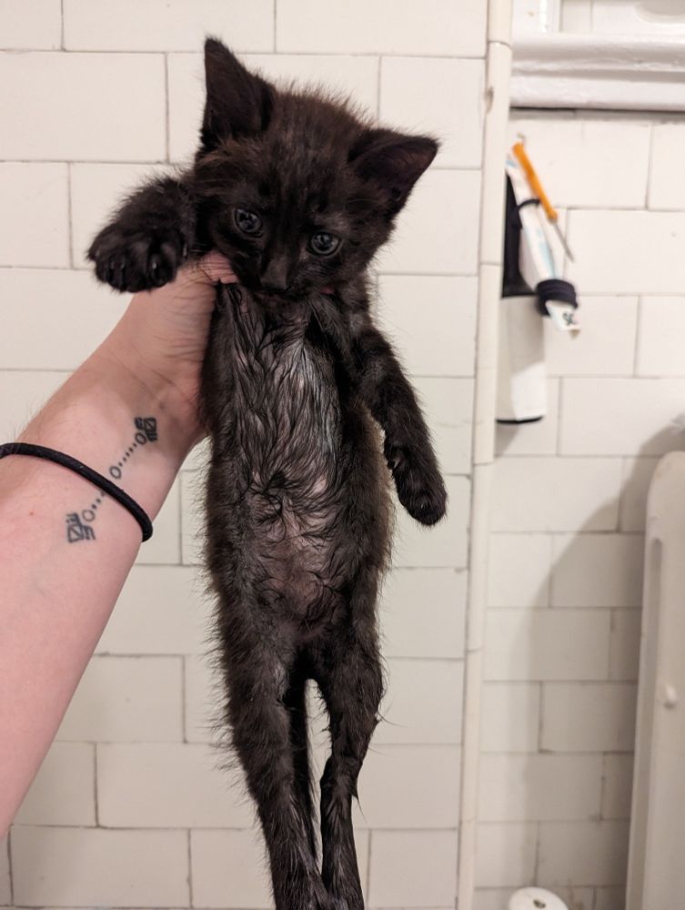 a soggy black kitten is being held up by one hand