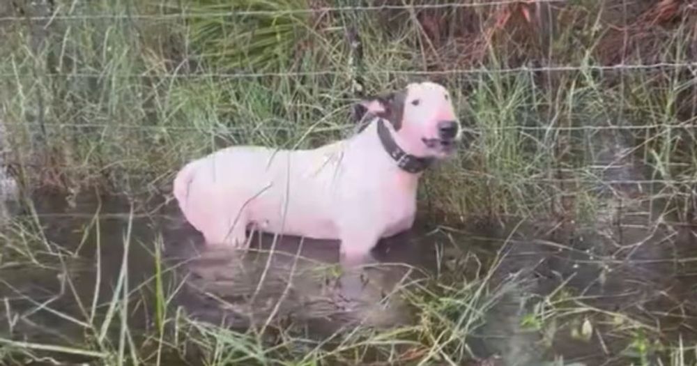 Attaché au bord de l’autoroute, un chien est sauvé par des policiers avant l’arrivée d’un ouragan