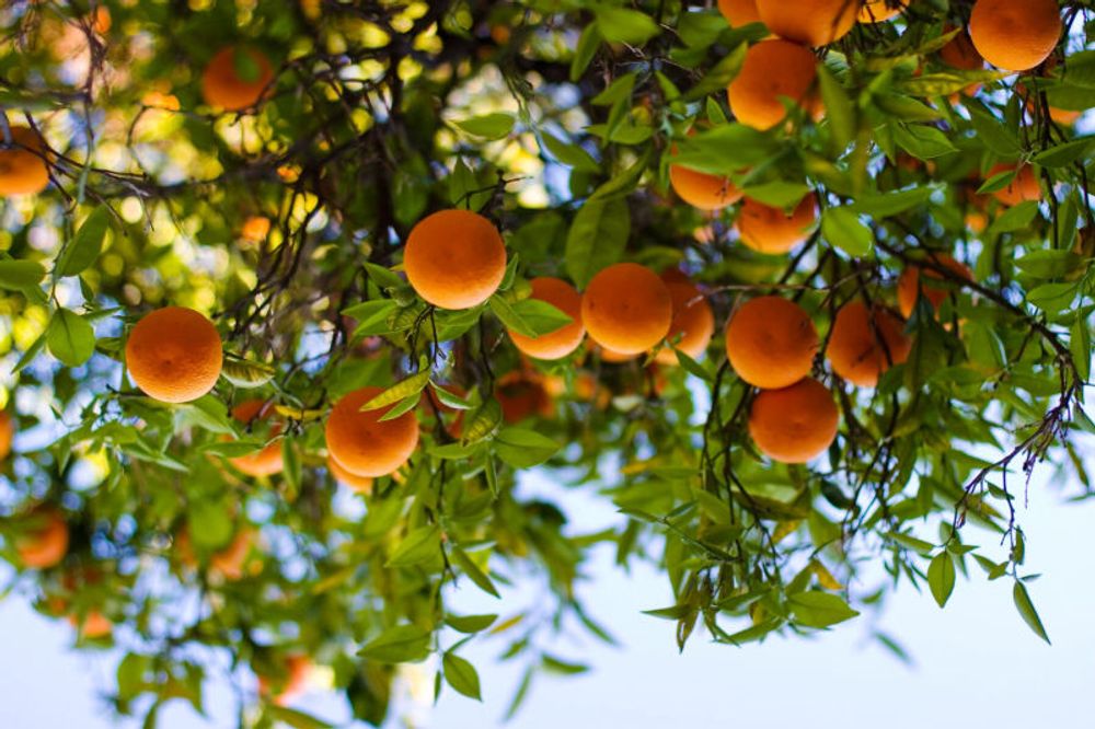 The Californians Rescuing Surplus Produce to Fight Hunger