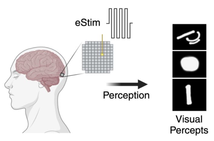 Schematic illustrating the phosphenes elicited by an intracortical prosthesis. A 96-channel Utah array is shown, stimulated with biphasic pulse trains. An arrow points to drawings of visual percepts elicited by electrical stimulation