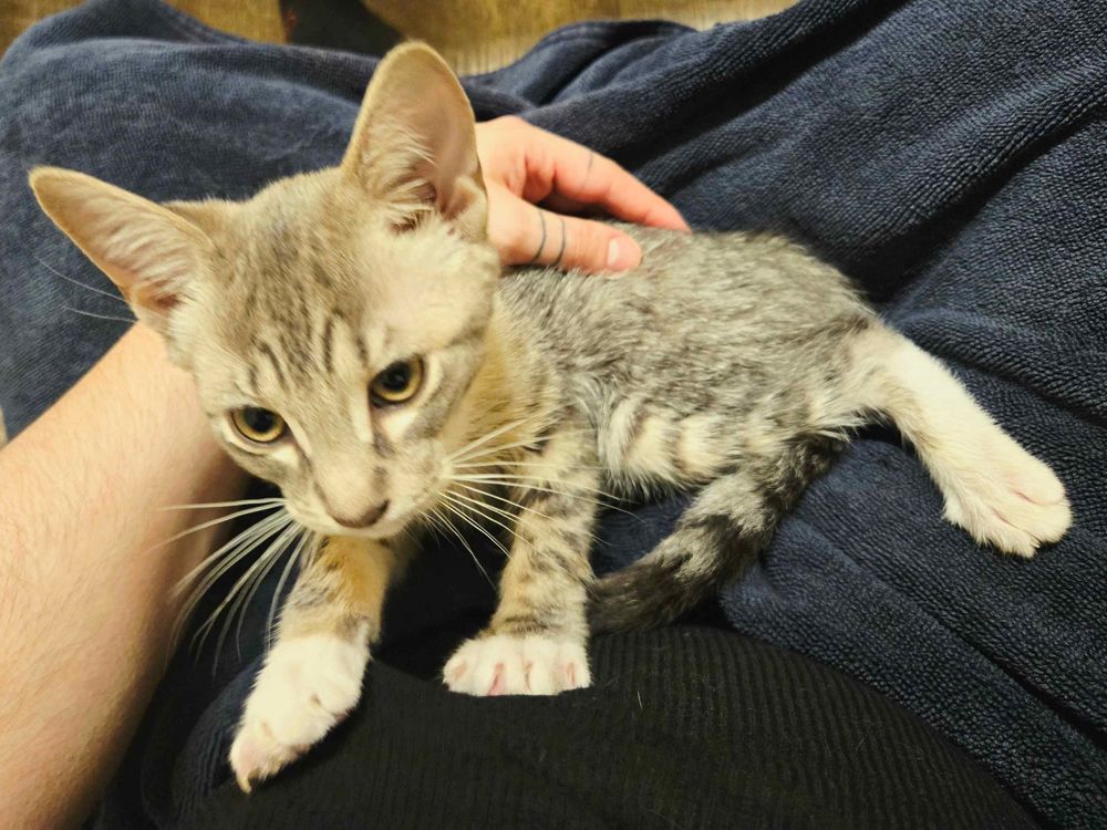 A photo of a 12 week kitten named Mina, she is a light grey tabby with white socks, a tinge of orange in front, and dark grey and white towards her back. She is in StrangeDynasty's lap, their free arm and hand cradling the kitten. Mina is making mini biscuits on StrangeDynasty's belly.