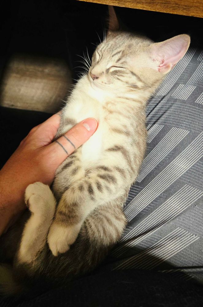 A photo of a sleeping 12 week old kitten named Mina, she is in StrangeDynasty's lap at their desk, almost completely held by their one hand. She is all curled up on her back, paws tucked - almost as if she was wrapped in a burrito, only without a blanket or towel. Mina is a light grey tabby with white socks, a tinge of orange in front, and dark grey and white towards her back. 