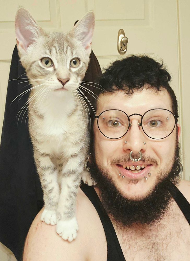 A white non-binary trans masculine persons taking a selfie, they have a light grey tabby kitten on their left shoulder. StrangeDynasty's face expresses wonder, their eyes wide and mouth open, and the kitten's expression mirrors them - eyes wide, ears up! Their hair is a dark blue-black, with the sides and back shaved down, and the top about one inch long and shaggy, with the fringe on their forehead. They have a matching beard, mustache, and little patch below their bottom lip. They have many piercings: one inch silver tunnels with two gauge captive ear weights in them, double snakebites, both nostrils, both eyebrows, and a stretched septum - all in silver. They are wearing a black tank top.