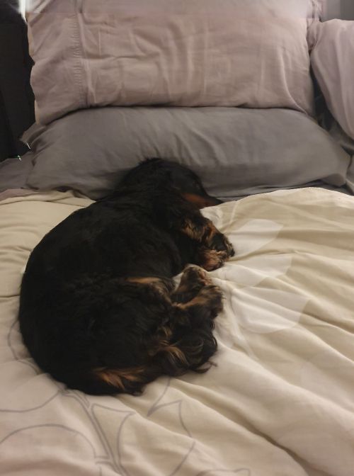 Dog sleeping where I sleep