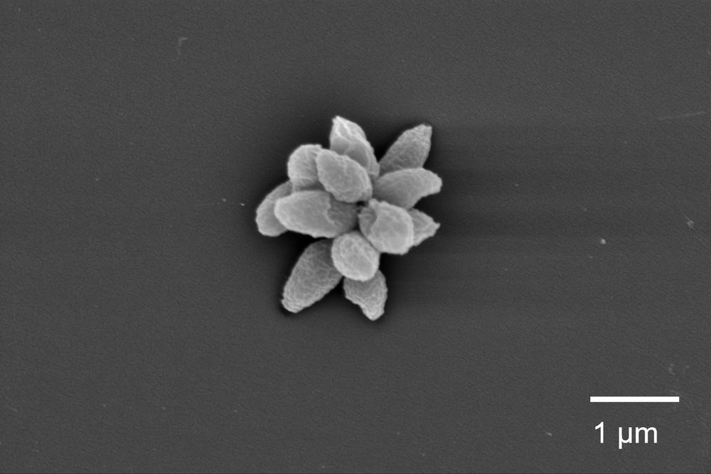 A scanning electron microcrograph of a cluster of bacteria forming a rosette. 12 bacterial cells form the rosette on a surface with a scale-bar showing that the cells are around 1 micrometer in length.