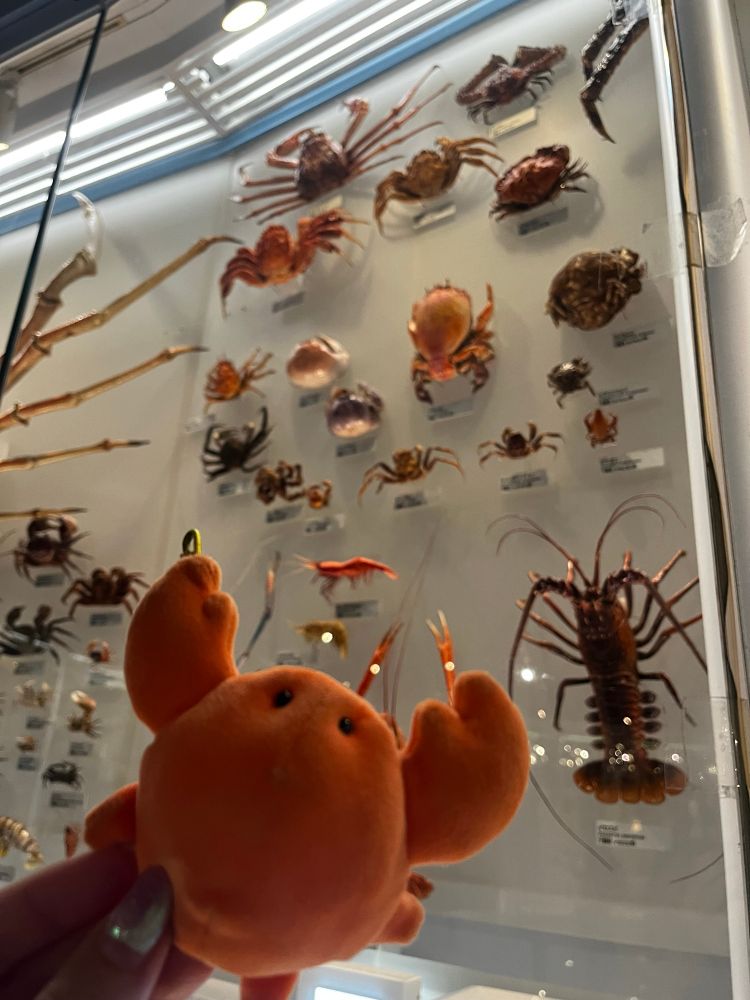 国立科学博物館の一角。
甲殻類のカニやエビのレプリカ展示の前にカニのデフォルメされたぬいぐるみが掲げられている写真