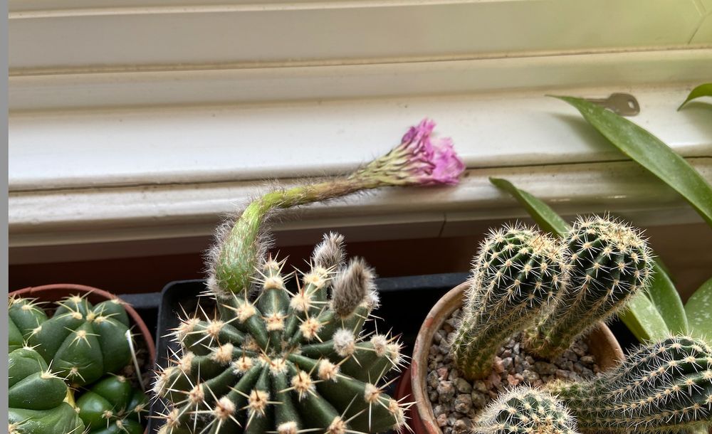 It's a picture of the flower produced by a cactus species, probably Echinopsis. It is not proud and erect. Sadly, it's gone all floppy.