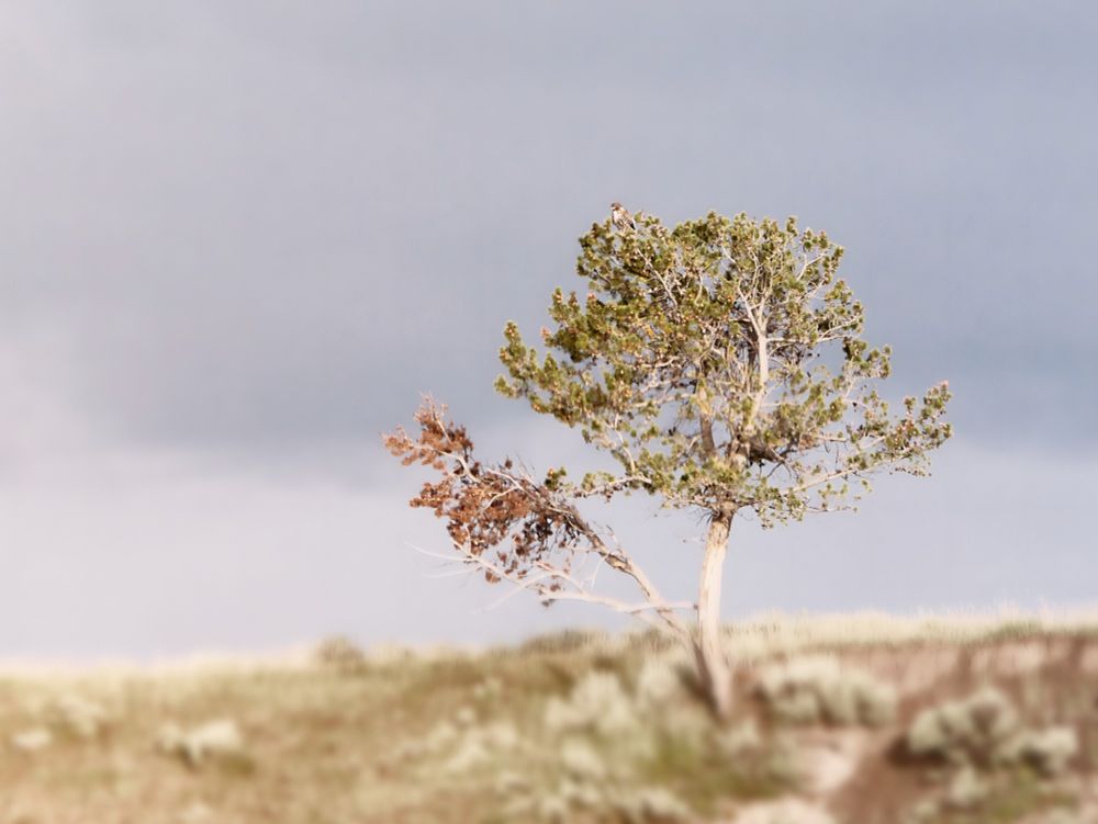 This photo was taken during the summer season at Yellowstone National Park in the united states.  It features a lone tree with a thin trunk that curves at the top, and has branches extending from the top upper half of the trunk  that forms a concentric circles of green needles.  At the top of the tree, a Red-Tail hawk perches looking over the prairie.  Only the top portion of the tree is in focus, while the rest of the photo sports a blurry dreamy look.