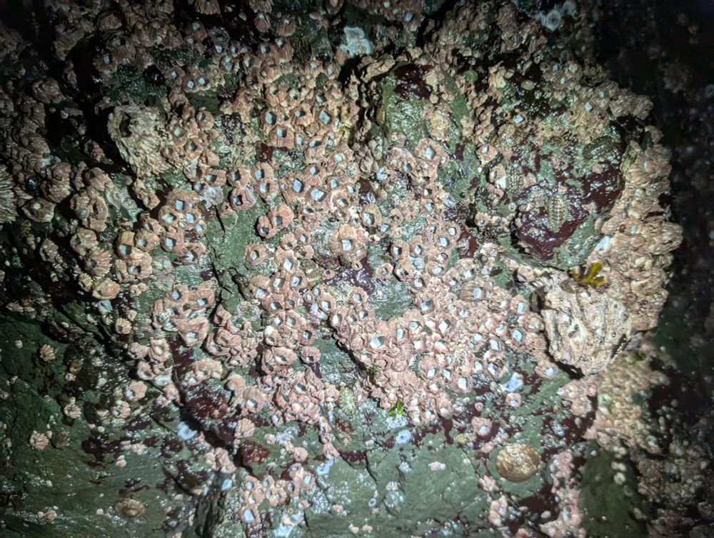 Empty barnacle shells in the low intertidal