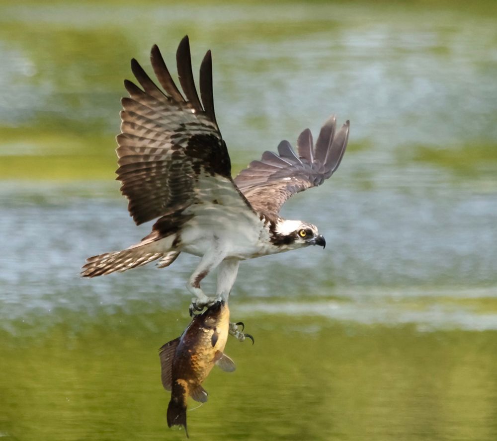 Very large bird with brown back and wings with white underparts. Eyes are yellow! Bird is flying with wings open. In its talons is a very large carp. Background is green/gray water. 