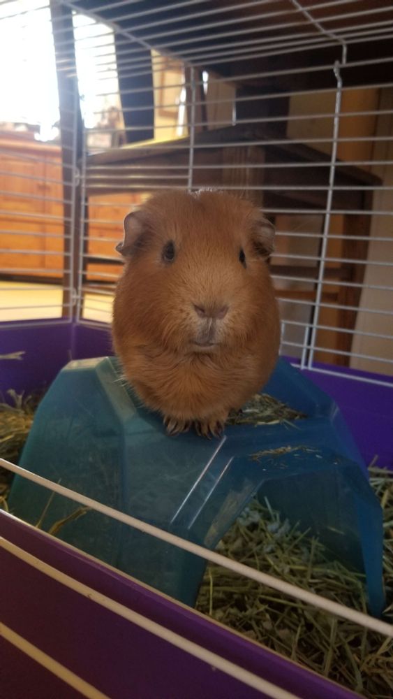 Kimchi the guinea pig sits on his igloo, looking very egg shaped