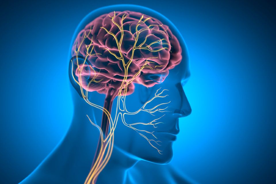 Computer image of a transparent human head with the brain and vagus nerve illuminated