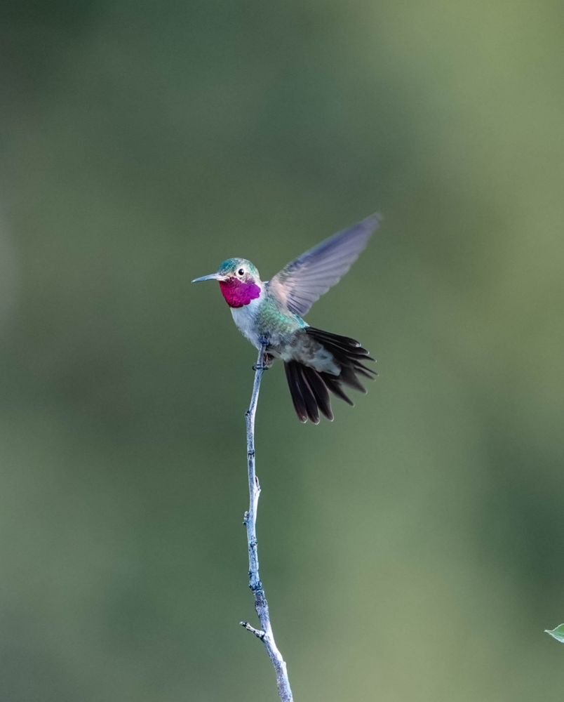 Colorful Hummingbird taking off in flight