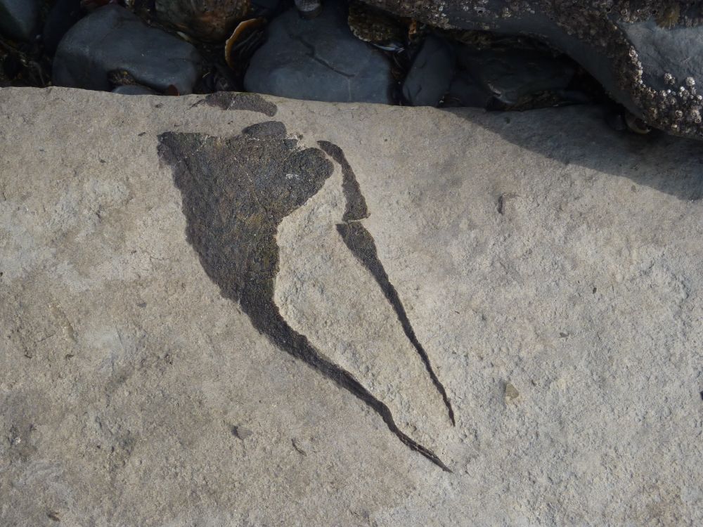 Fossil in a rock.