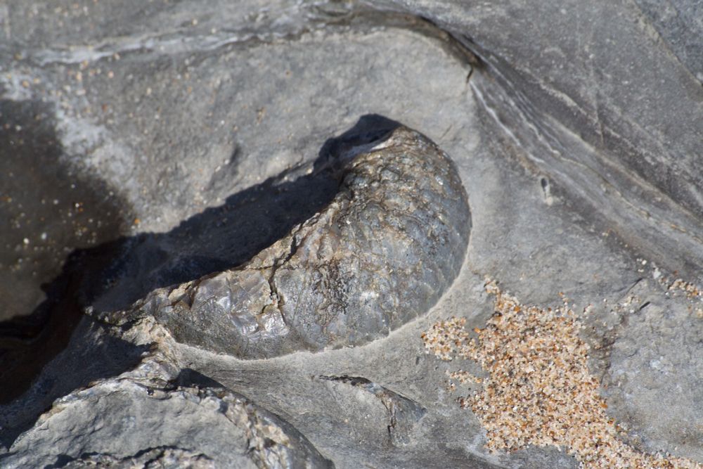 Fossil in a rock.