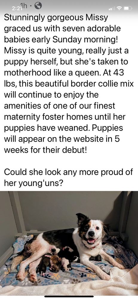 Black and white dog nursing puppies

Text reads:

Stunningly gorgeous Missy graced us with seven adorable babies early Sunday morning!

Missy is quite young, really just a puppy herself, but she's taken to motherhood like a queen. At 43 Ibs, this beautiful border collie mix will continue to enjoy the amenities of one of our finest maternity foster homes until her puppies have weaned. Puppies will appear on the website in 5 weeks for their debut!

Could she look any more proud of her young'uns?