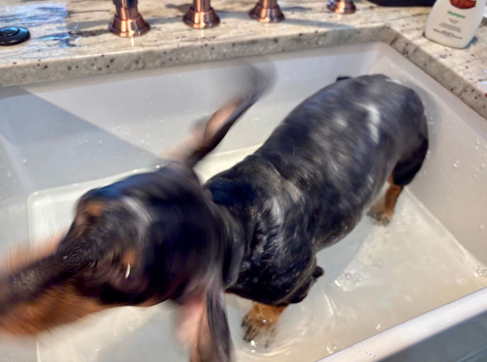 Cute black/tan dachshund dog, mid-bath in a kitchen farmer’s sink, standing in a couple inches of water, in the middle of a shake with blurry ears and face.