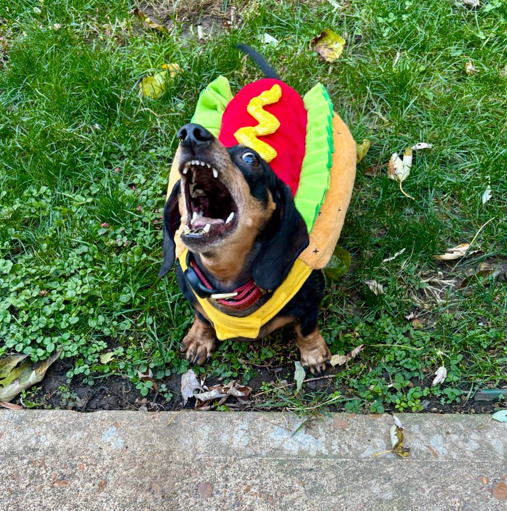 Cute dachshund dogs with matching hotdog costumes for Halloween = Halloweenies! 🎃 🌭😀