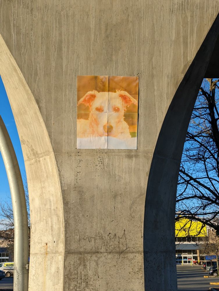 A picture of a very important dog, posted 15 feet up on a railway pylon