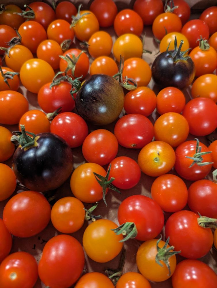 Home grown Cheri tomatoes.