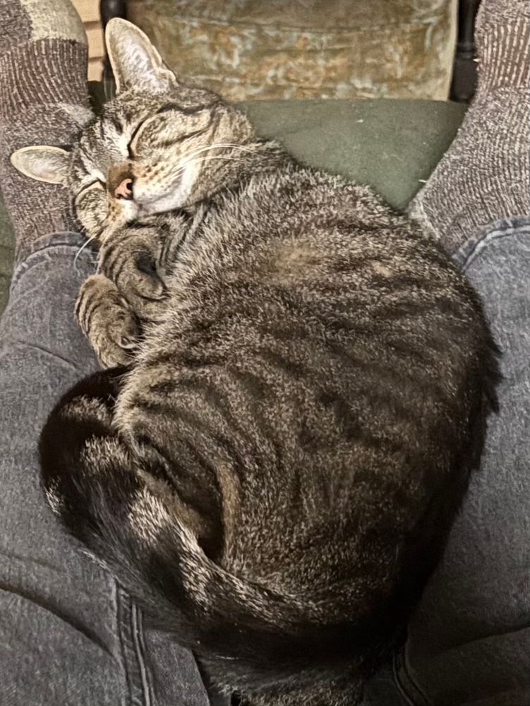 Cat asleep on lackey’s legs