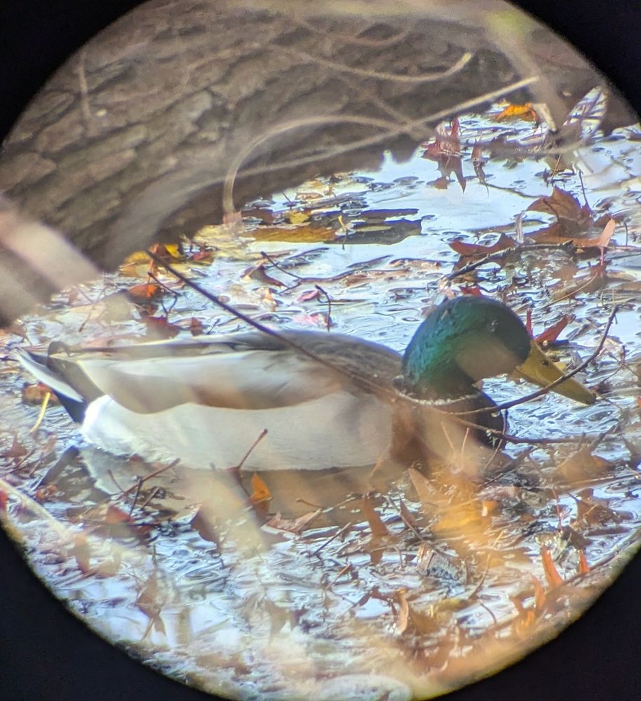 zoomed out photo of the green-headed yellow build duck in the pond water surrounded by fallen leaves.