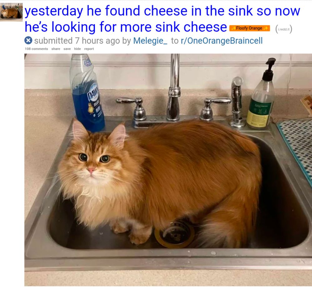 orange cat standing in sink. text on reddit title says: yesterday he found cheese in the sink so now he’s looking for more sink cheese tag: ✨Floofy Orange ✨ (i.redd.it)
submitted 7 hours ago by Melegie_ to r/OneOrangeBraincell subreddit 
108 comments.