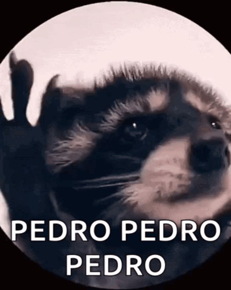 a close up of a raccoon with the words `` pedro pedro pedro '' written on the bottom .